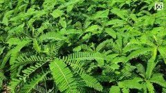 ROLE OF SESBANIA (JANTAR) AS GREEN MANURE IN LAND PREPARATION FOR NARC HG1 GARLIC