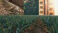 Effect Of Temperature On Narc Hg1 Garlic Crop
